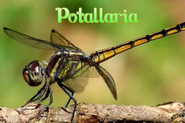 Potallaria