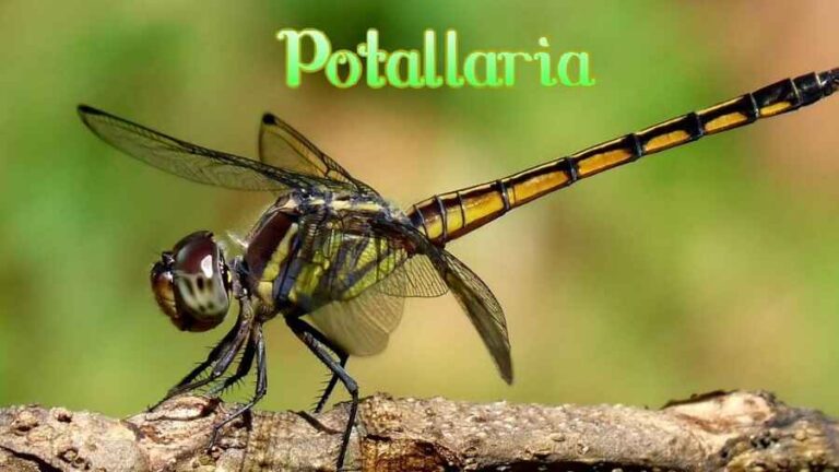 Potallaria