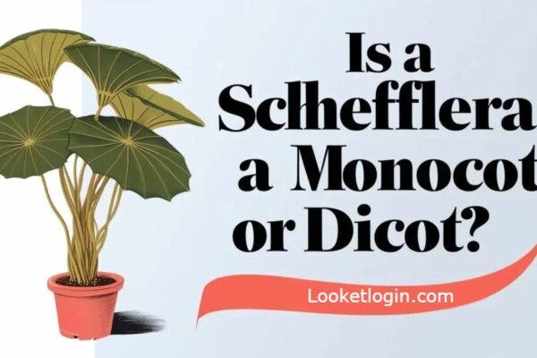 Schefflera a monocot or dicot